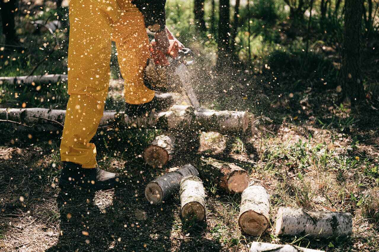 Best Tree Trimming Near Me  in Pine Lawn, MO